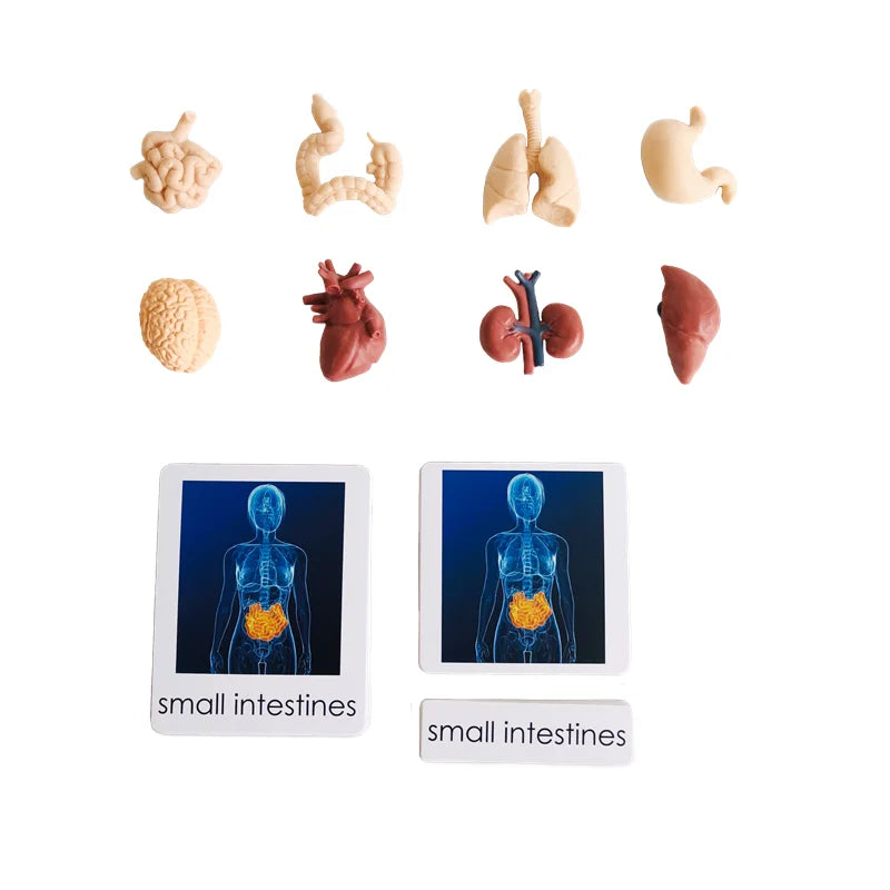 Montessori 3-Part Card Models — Child Language Learning, ambient mood shot