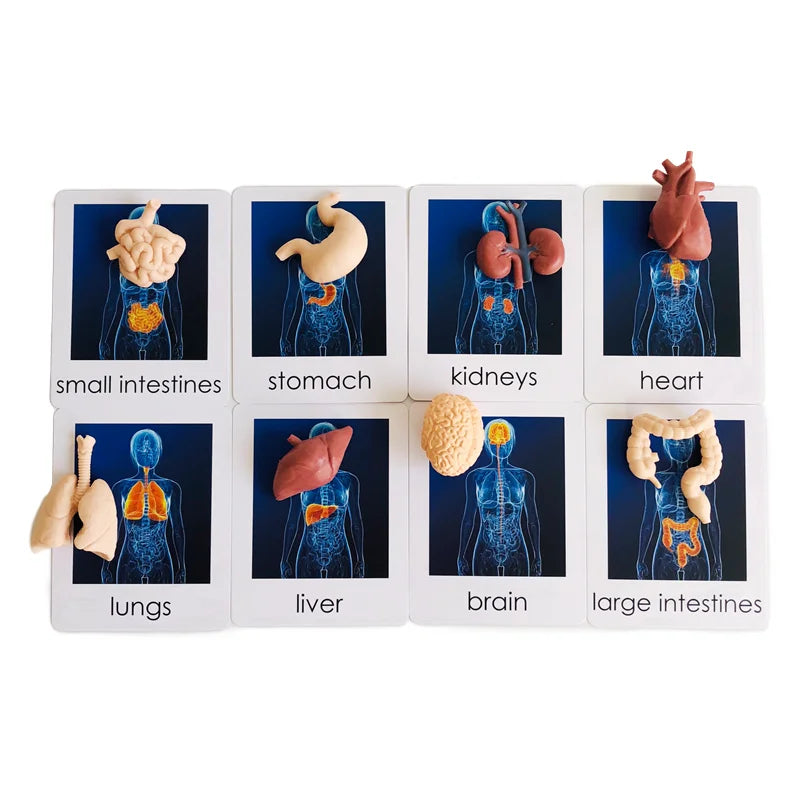 Montessori 3-Part Card Models — Child Language Learning, premium quality view