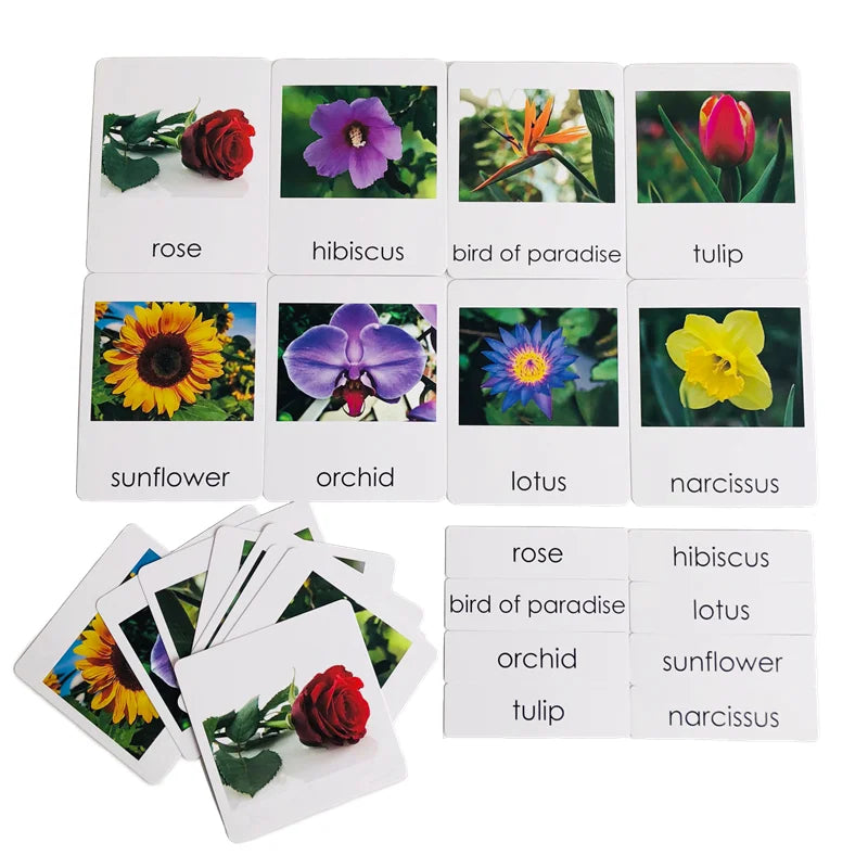 Montessori 3-Part Card Models — Child Language Learning, alternate angle
