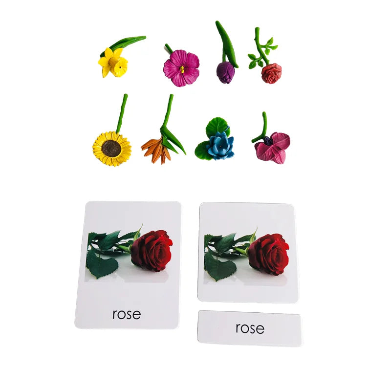 Montessori 3-Part Card Models — Child Language Learning, curated presentation