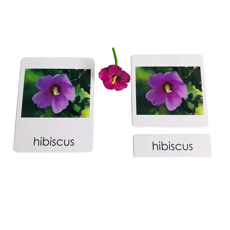 Montessori 3-Part Card Models — Child Language Learning, natural styling